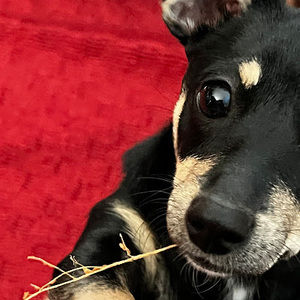 Meet your Posher, R sebastian